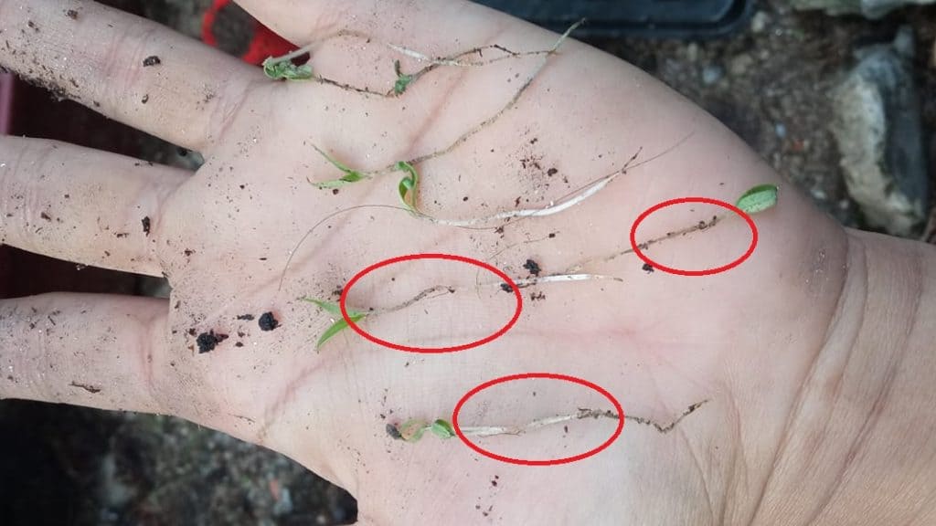 penyakit anak benih lecuh bibit pokok tumbuhan tanaman