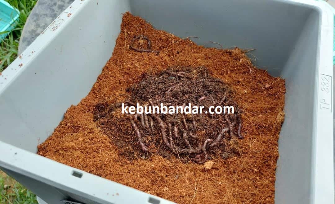 baja vermikompos cacing kompos african nigth crawlers ANC Malaysia