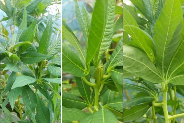 Cara Tanam Ubi Kangkung Sabah